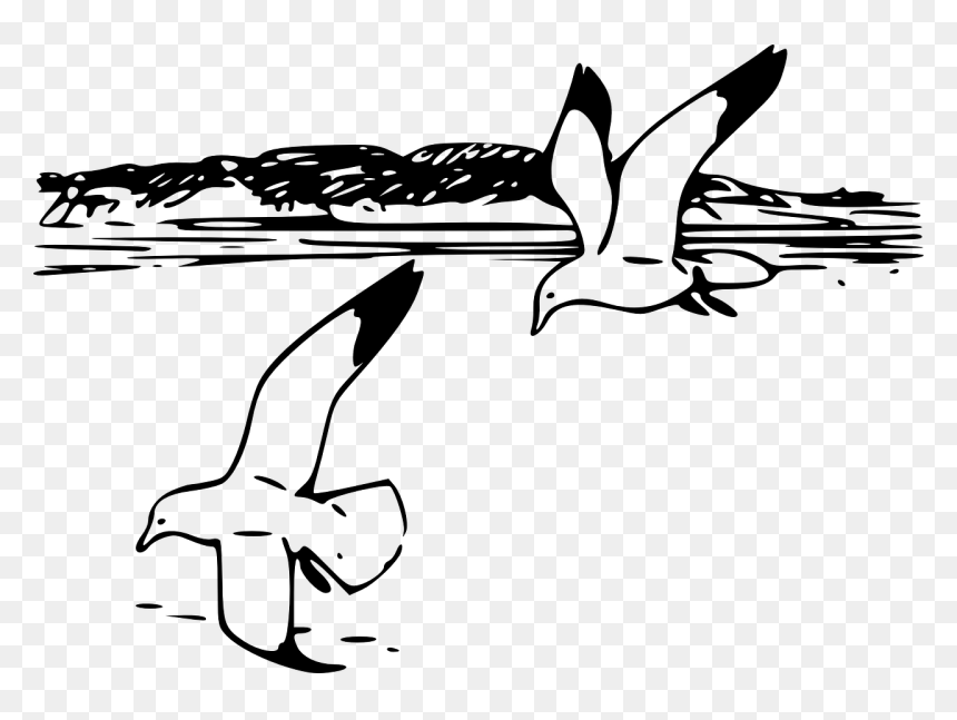 Seagull Clipart Black And White, HD Png Download - seagulls flying png