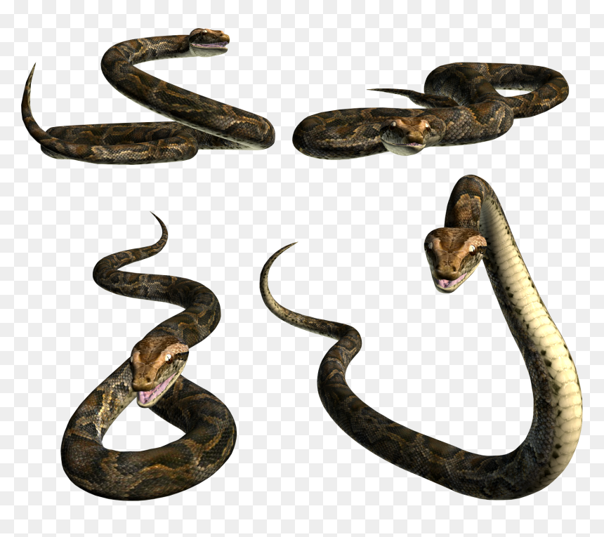 Snakes Png, Transparent Png - png snake