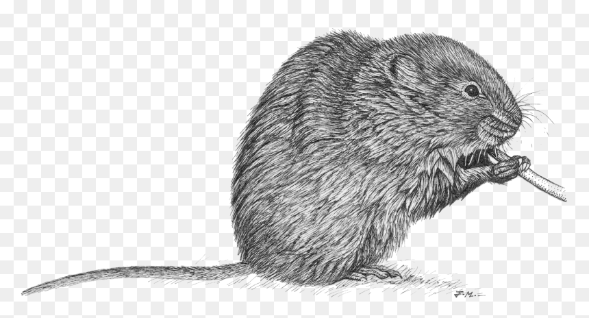 Transparent Rata Png - Rata De Agua Png, Png Download - rata png
