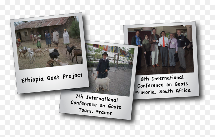 Team, HD Png Download - goats png