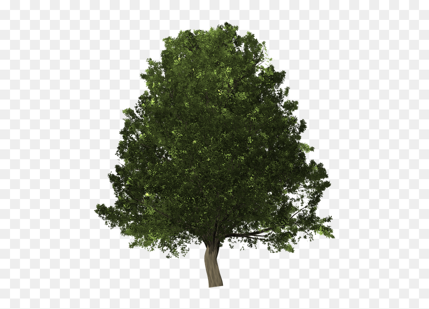 Scarlet Oak Png, Transparent Png - lush png