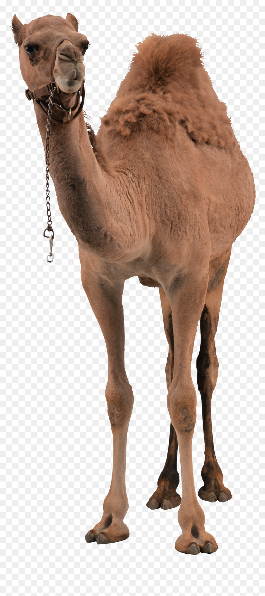 Camel Png Image - Camel Png, Transparent Png - camels png