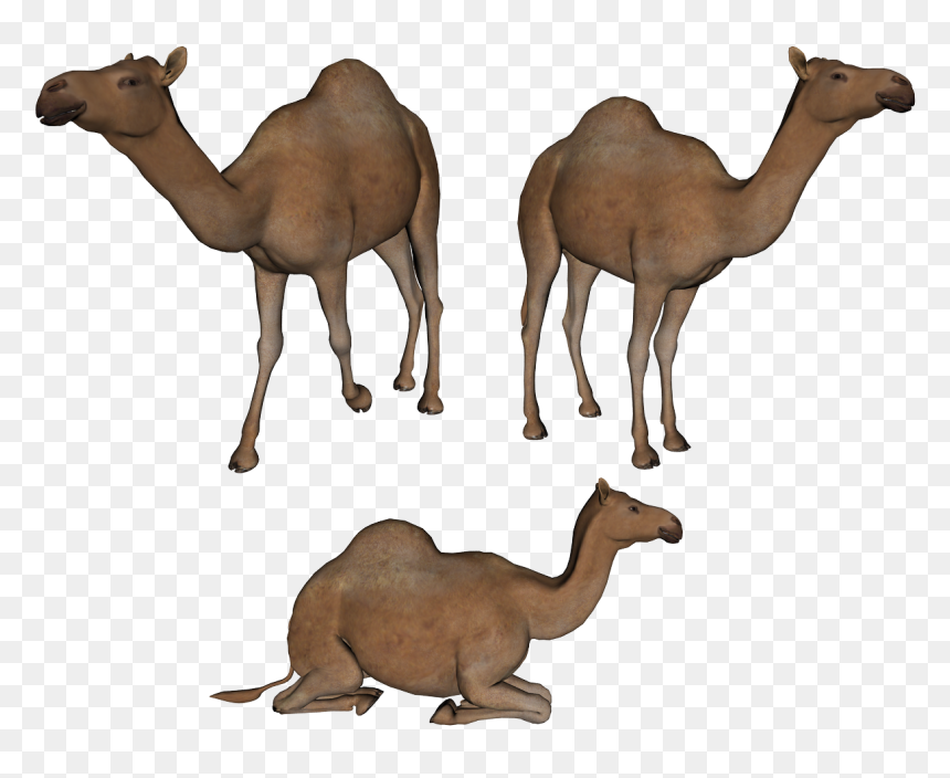 3 Camels Clipart, HD Png Download - camels png