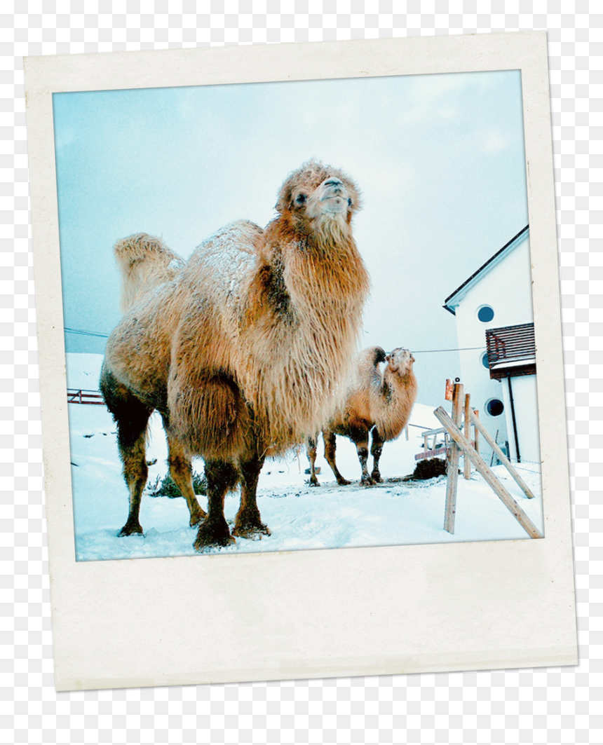 Polaro#01 - Sheep, HD Png Download - camels png