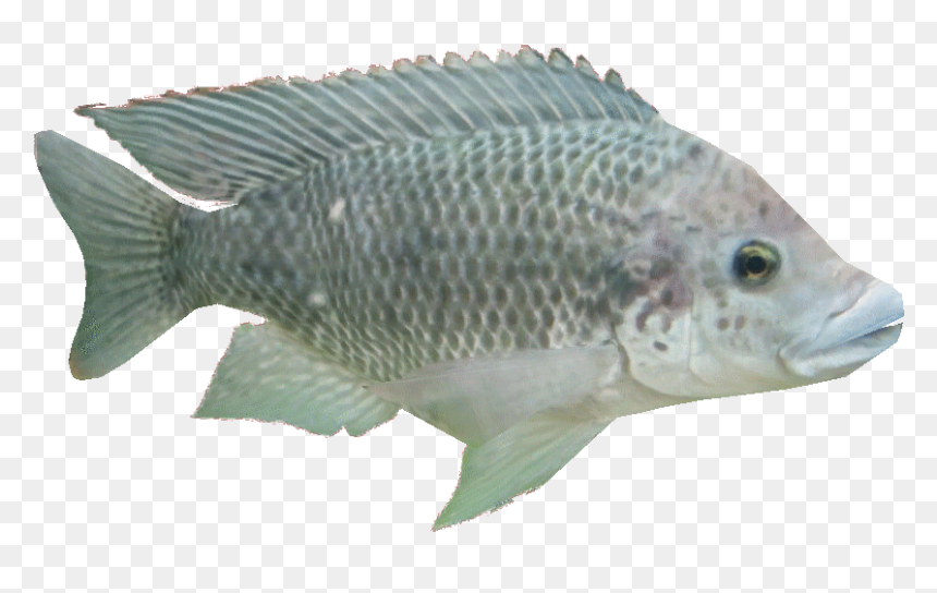 Tilapiaam - Carp, HD Png Download - tilapia png