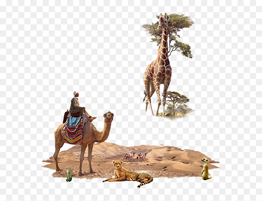 Camel, HD Png Download - camels png
