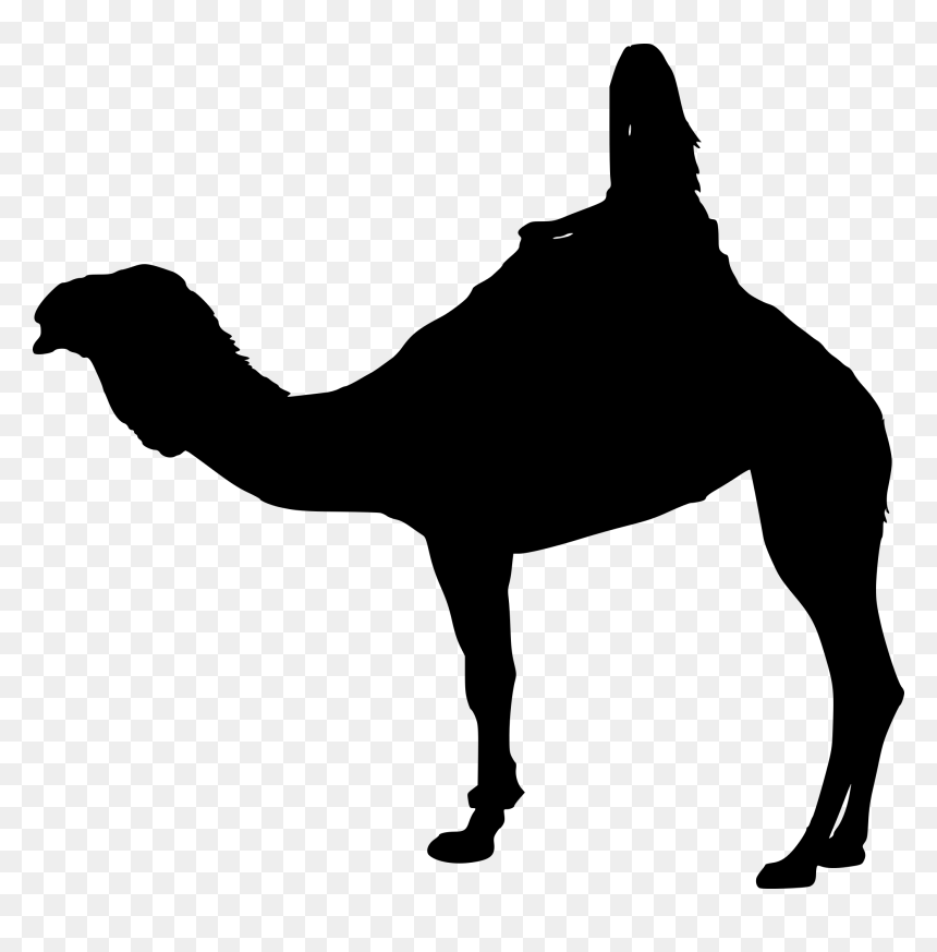 Arabian Camel, HD Png Download - camels png