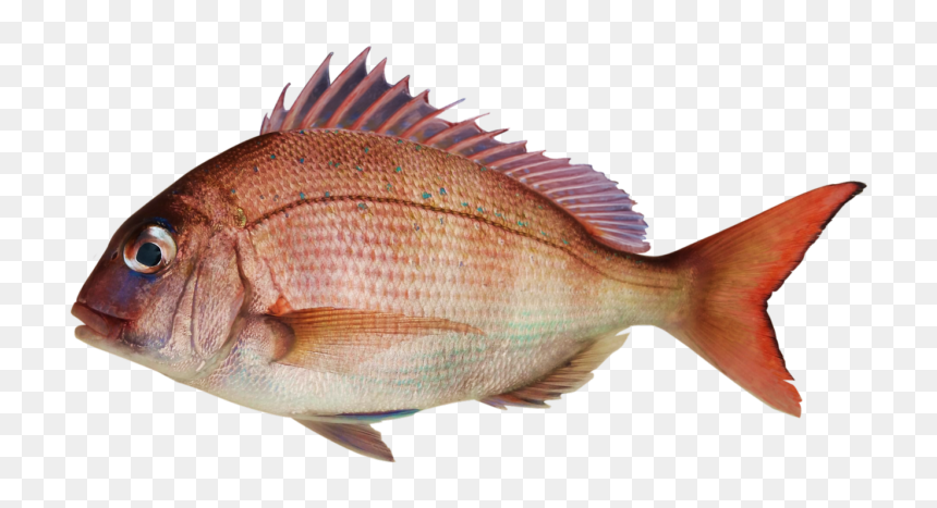 Pagrus Major, HD Png Download - tilapia png