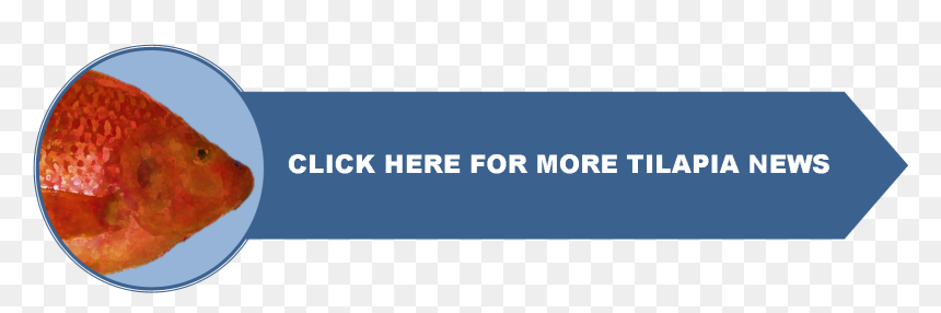 Main Page - Parallel, HD Png Download - tilapia png