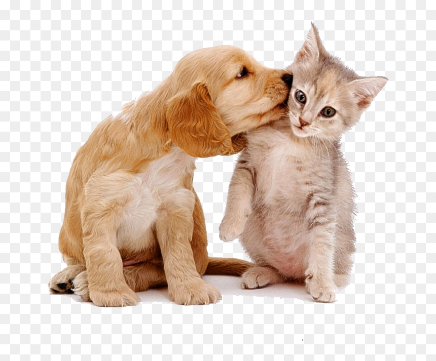 #dog #cat #cute #animal #stickers - Cats Dogs, HD Png Download - dog cat png