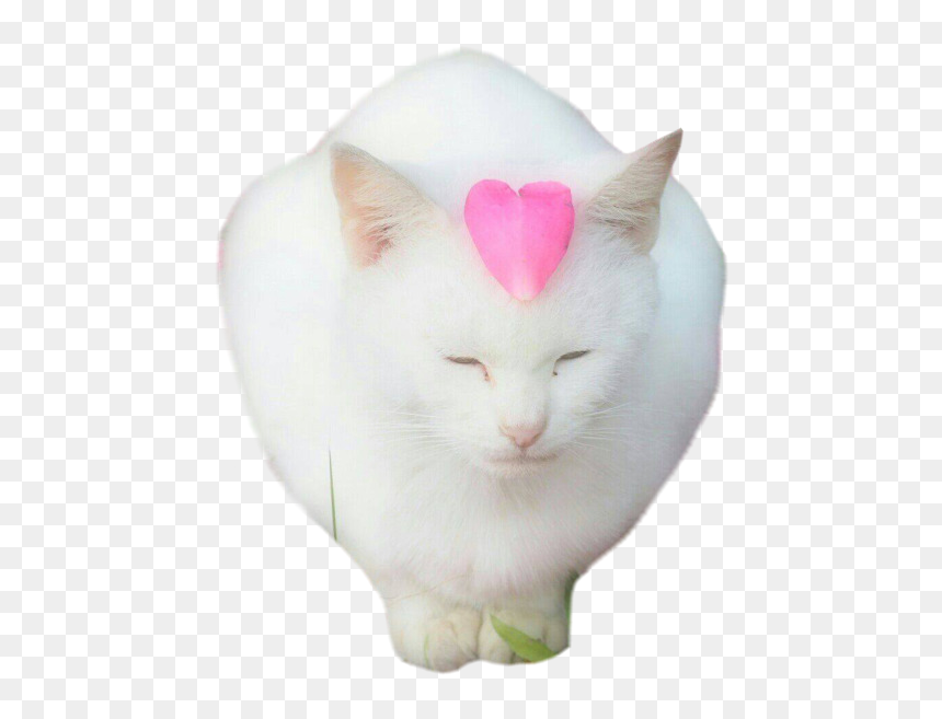 Cat Yawns, HD Png Download - overwatch overlay png