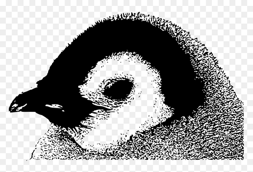 Photography Black White Penguin, HD Png Download - baby head png