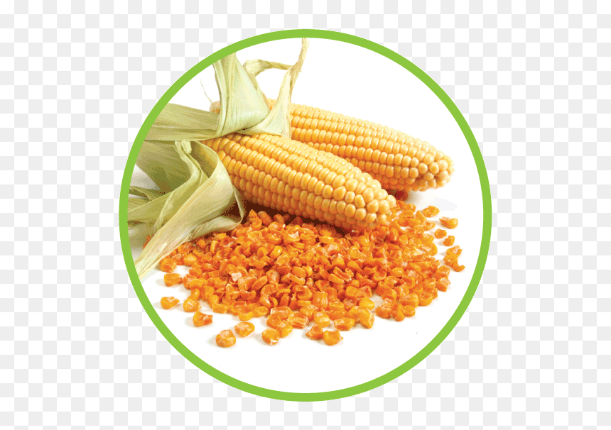 Corn Md Circle - Corn In A Circle, HD Png Download - corn cob png
