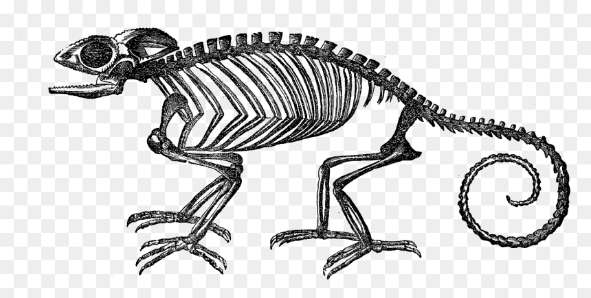 Transparent Skeleton - Chameleon Skeleton, HD Png Download - large png image