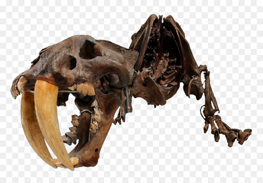 A Skeleton Of A Smilodon - David H Koch Hall Of Fossils, HD Png Download - fossils png