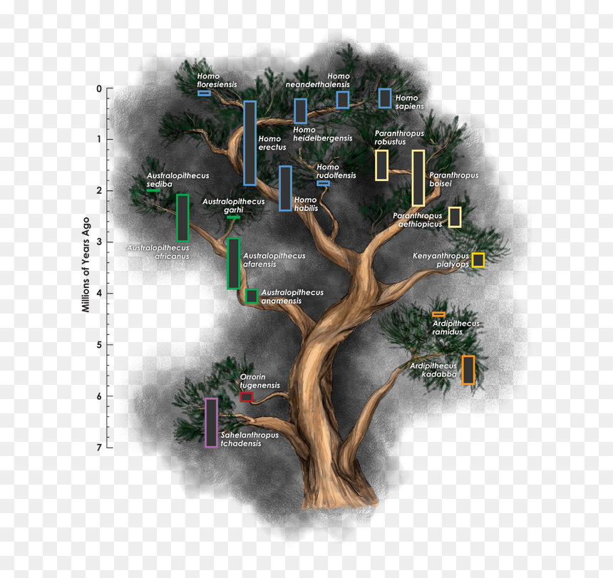 The Hominin Family Tree Is Frequently Revised, But - Homo Tree, HD Png Download - fossils png