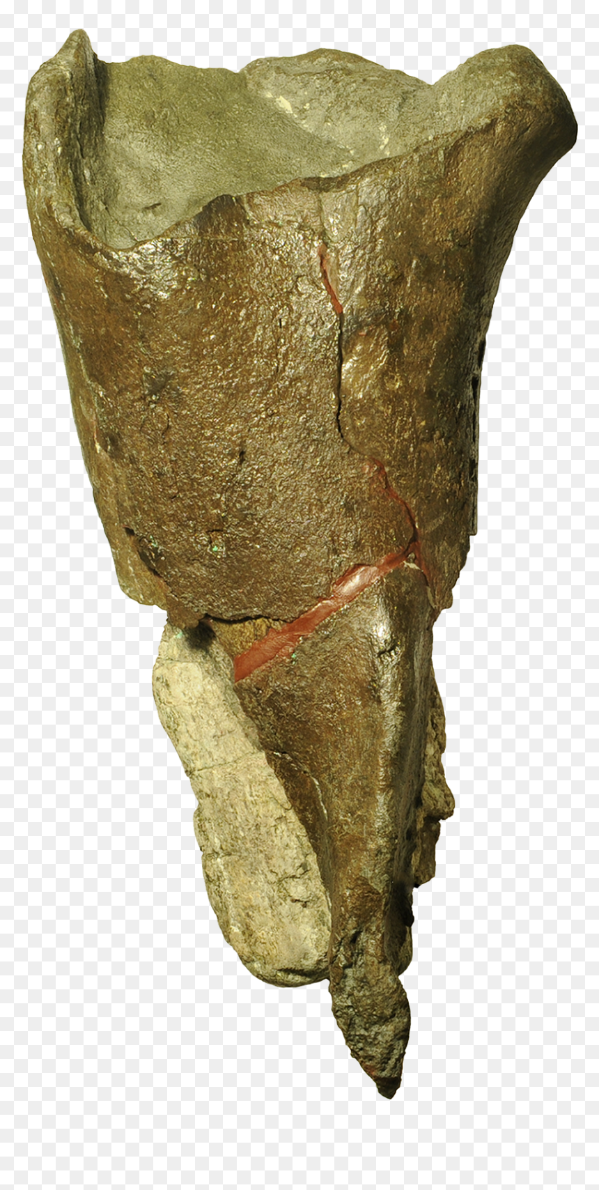 Bones Artefact Png, Transparent Png - fossils png
