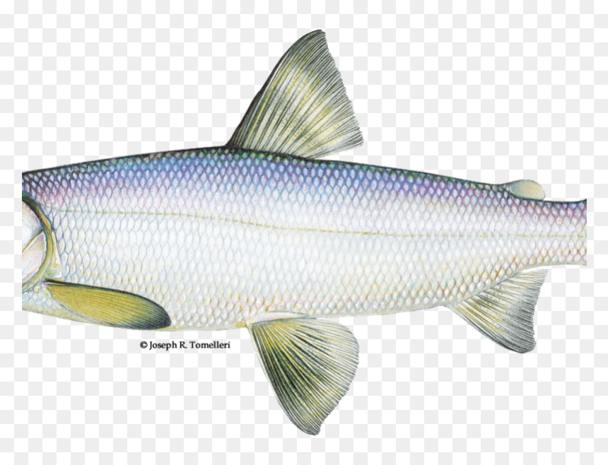 Rare Fish Lake Michigan, HD Png Download - herring png