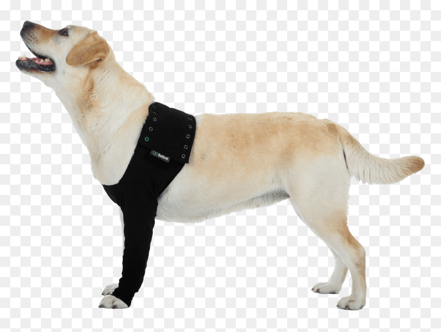 Suitical Recovery Sleeve For Dogs, HD Png Download - dog leg png