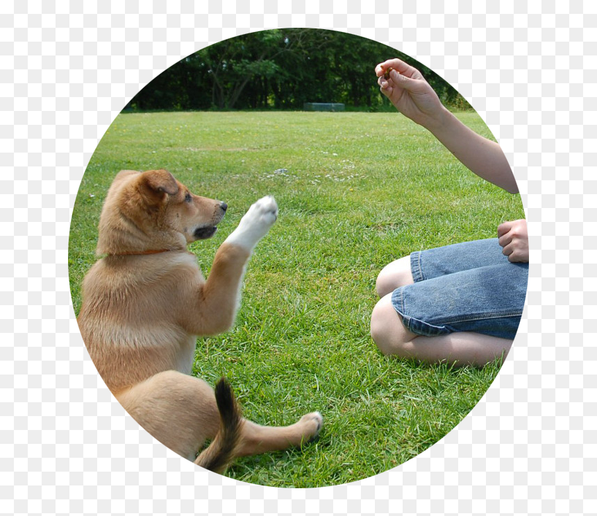 Entrenar A Tu Perro, HD Png Download - dog leg png