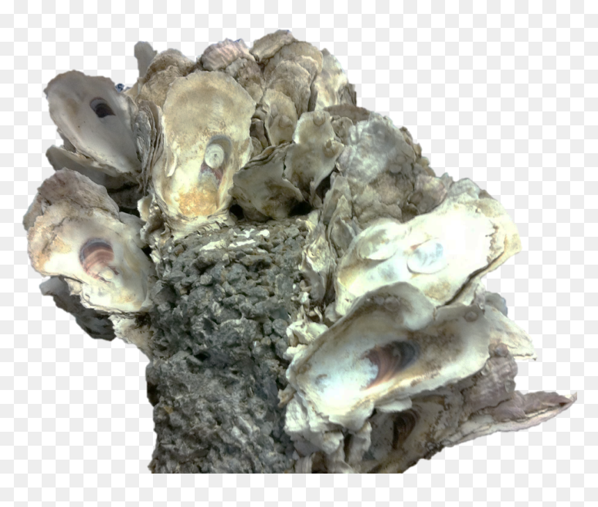 Presenting The Oyster Scaffold - Tiostrea Chilensis, HD Png Download - presenting png