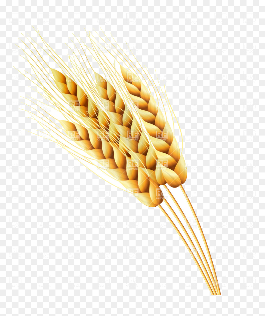 Wheat Ears Of Or Rye Vector Image Illustration Plants - Wheat Seeds Clipart, HD Png Download - rye png