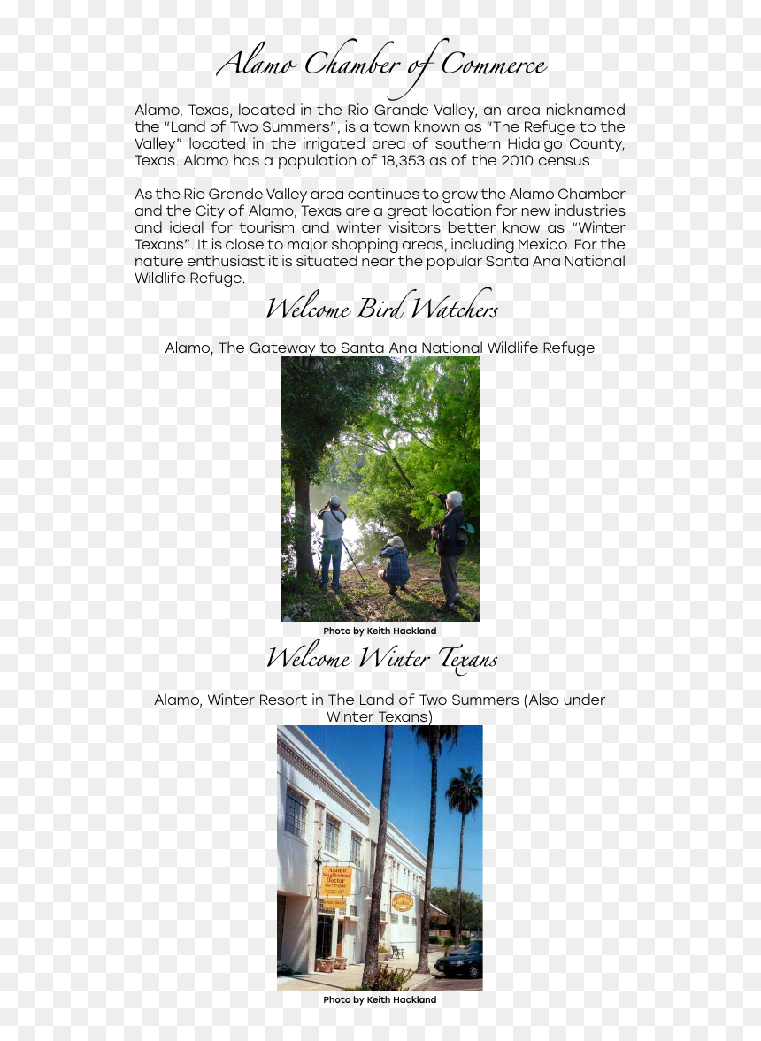  alamo Chamber Of Commerce Alamo, Texas, Located In - Tree, HD Png Download - alamo png