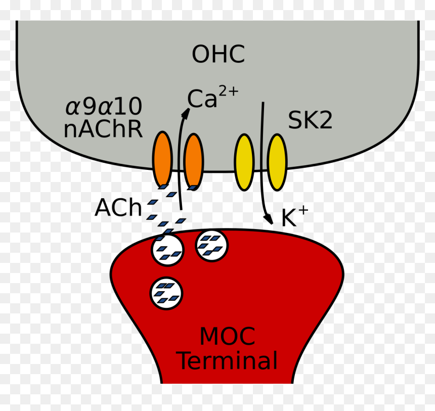 Moc Fibers And The Cholinergic Synapse Onto Ohcs In, HD Png Download - synapse png