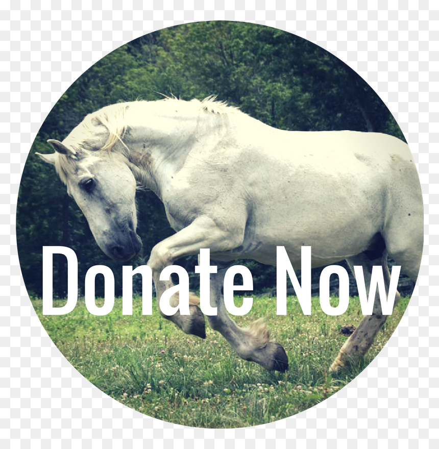 Paypal Donate Png, Transparent Png - paypal donate png