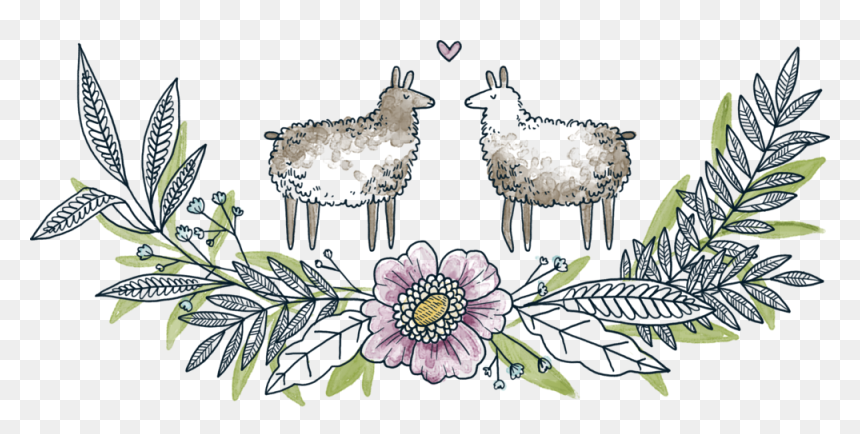 Llama Pasture - African Daisy, HD Png Download - llama.png