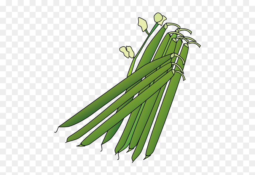 Illustration, HD Png Download - bush png