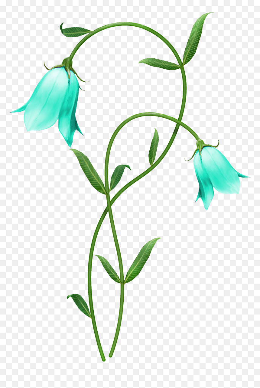 Lily Of The Valley Bud Drawing, HD Png Download - thoranam images png