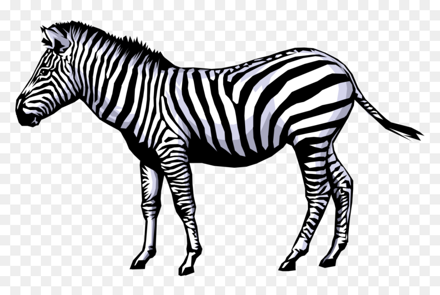 Zebra Clip Art, HD Png Download - png background