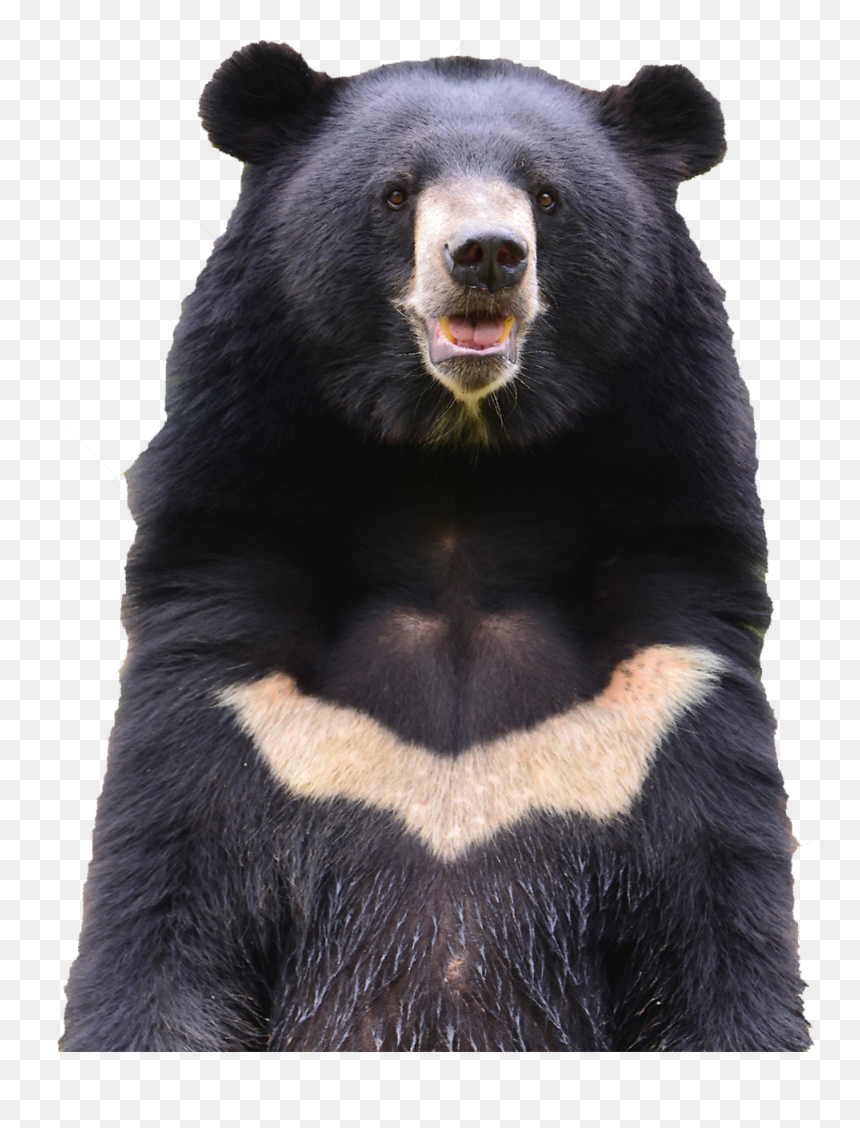 Urso Preto Asiatico, HD Png Download - bear png