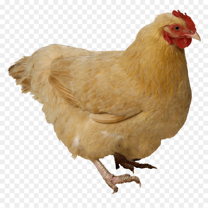 Chicken Transparent Png, Png Download - chicken png
