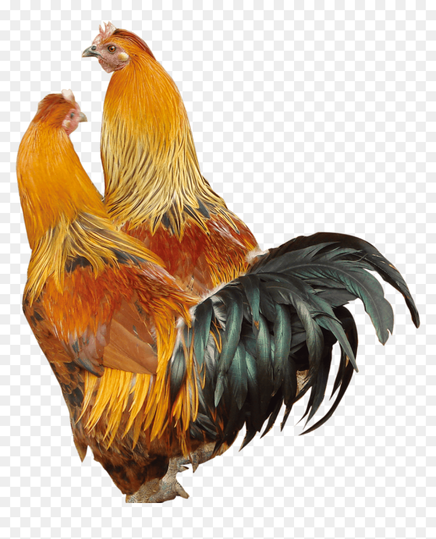 Cock Png, Transparent Png - chicken png