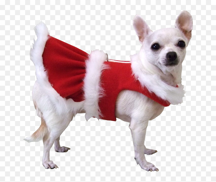 Animal Christmas Transparent, HD Png Download - christmas hat png