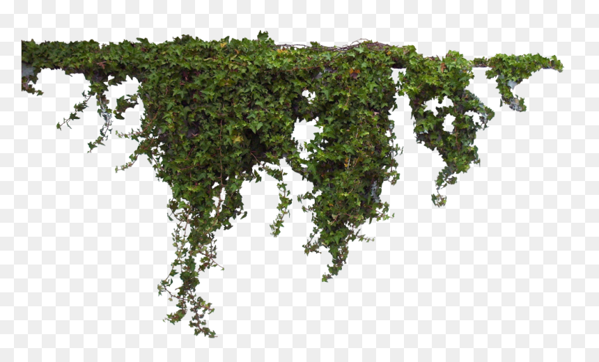 Plants Transparent Png, Png Download - vines png
