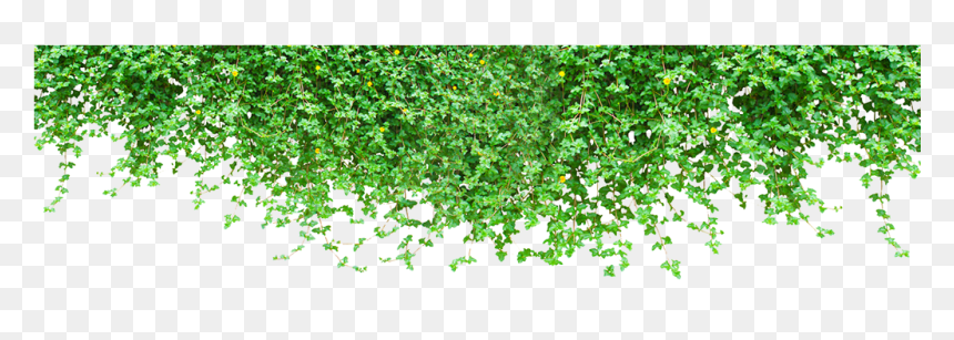 Plantas En Pared Png, Transparent Png - vines png