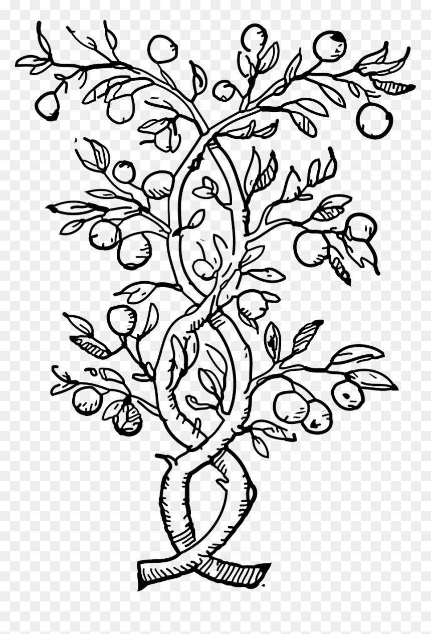 Fruit Tree Black And White, HD Png Download - vines png