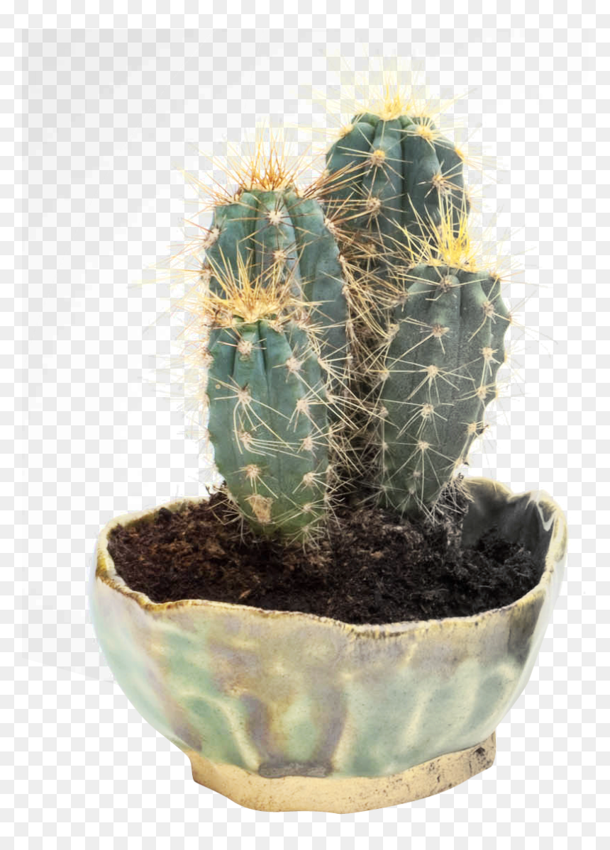 Cactus Pngpix, Transparent Png - cactus png