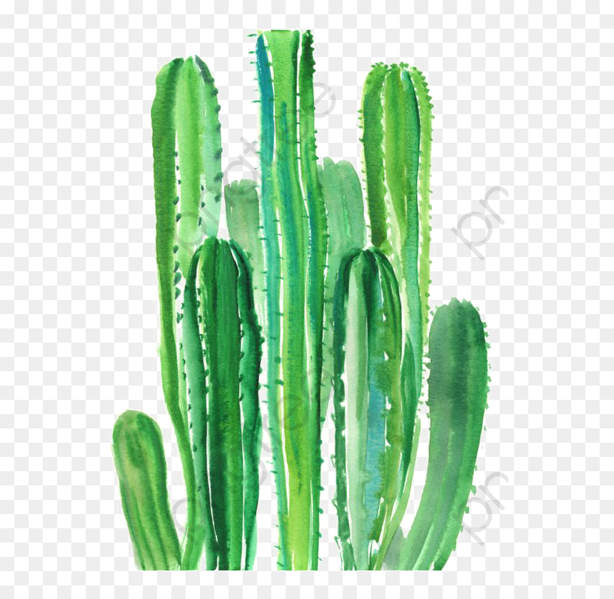 Cactus Watercolours, HD Png Download - cactus png