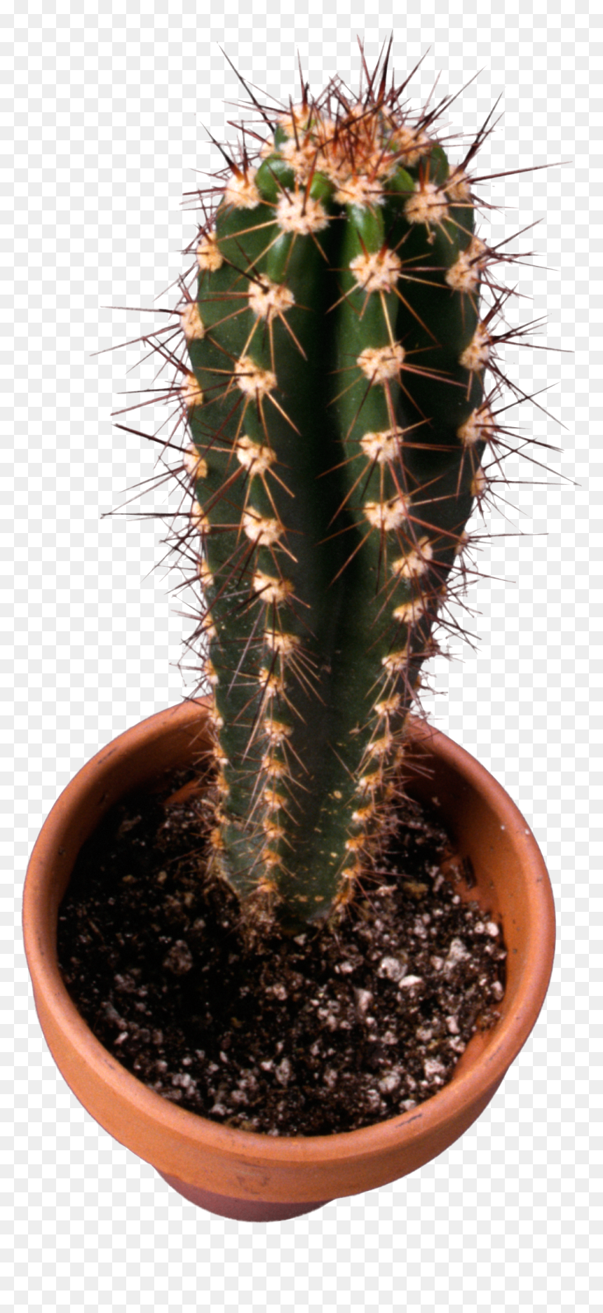 Cactus Top View Png, Transparent Png - cactus png