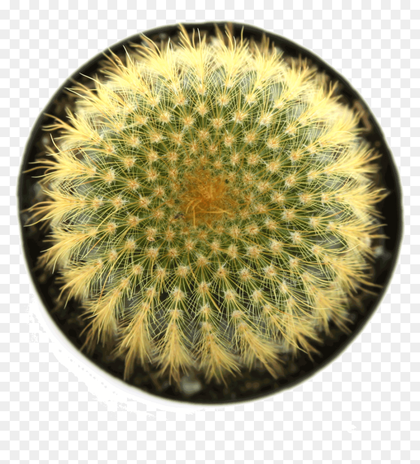 Cactus Up Png, Transparent Png - cactus png