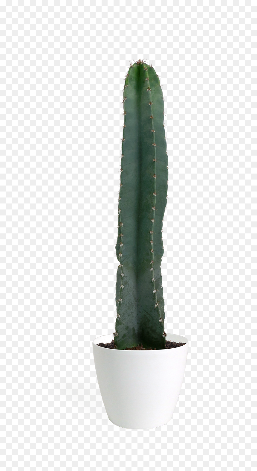 San Pedro Cactus, HD Png Download - cactus png