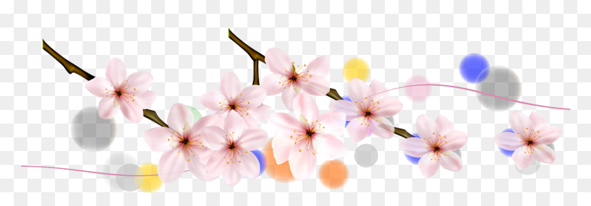 Cherry Blossom, HD Png Download - cherry blossom petals png