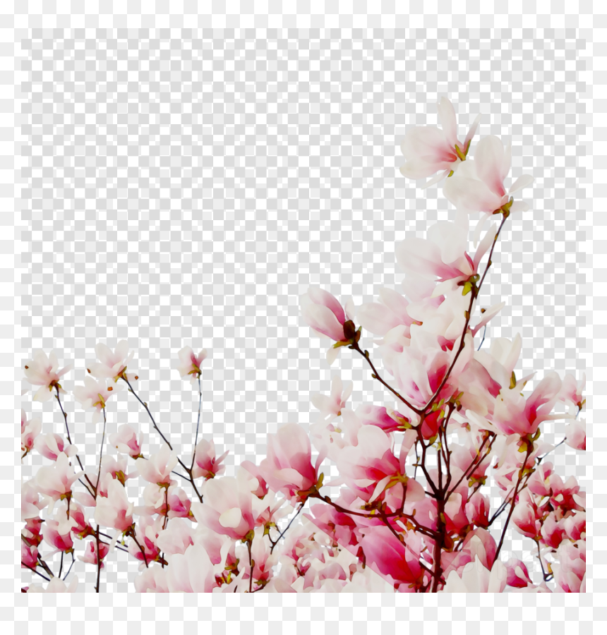 Cherry Blossom, HD Png Download - cherry blossom petals png