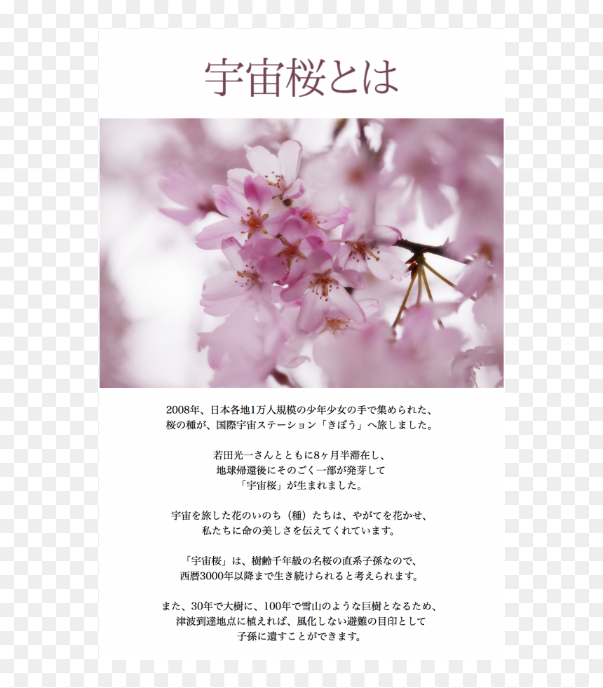 Cherry Tree, HD Png Download - cherry blossom petals png