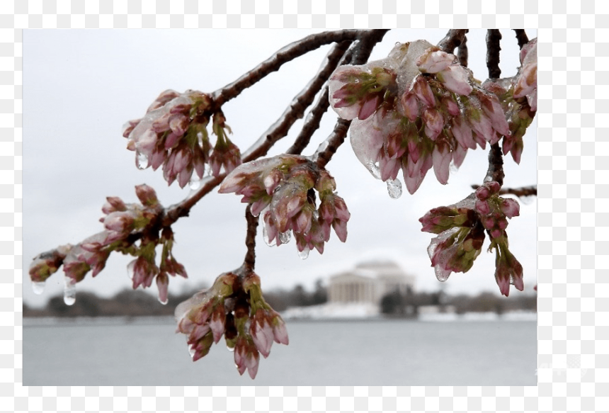 Snow Storm March 2017, HD Png Download - cherry blossom petals png