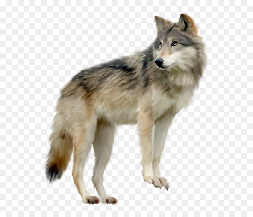 Hd Wolf Png, Transparent Png - werewolf png